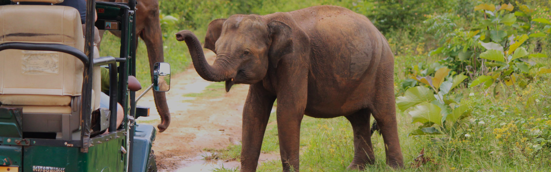 Yala Safari